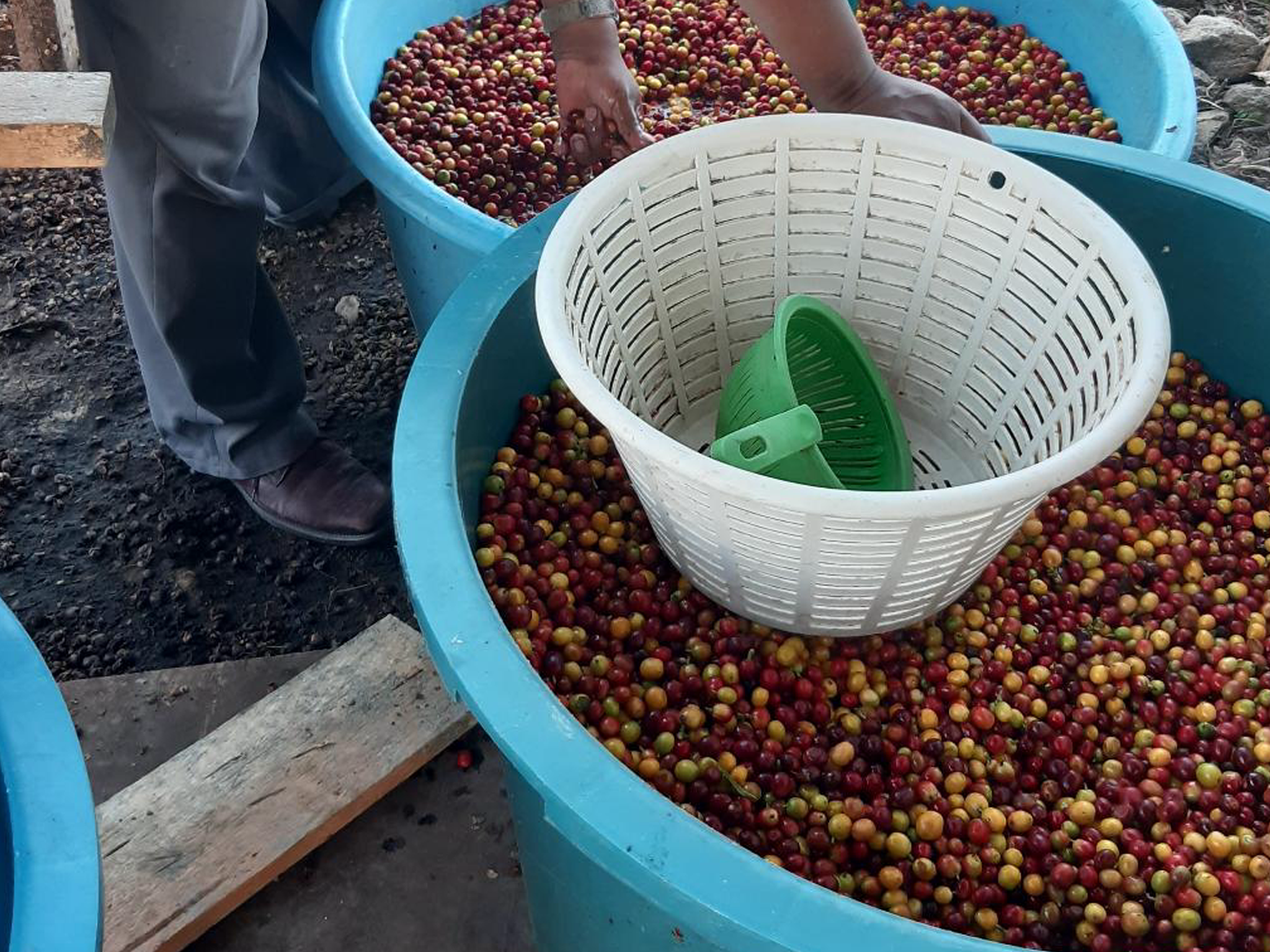 グアテマラ Co-NECT PROJECT サンマルコス エル・フエルト農園